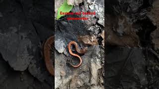 Eastern red backed salamander in some leaves dayhikingandherpingdudes [upl. by Gaile983]