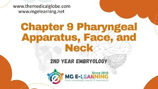 Chapter 9 Pharyngeal Apparatus Face and Neck Embryology [upl. by Nastassia]