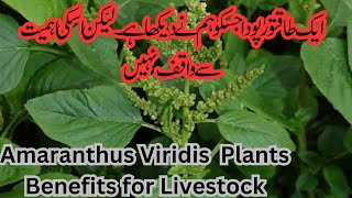 Amaranthus Viridis plant Health Benefits for Dairy Cattle and Human Chulai Saag [upl. by Akirderf419]