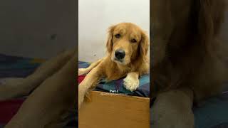 The Story of Chips dog goldenretriever doglover puppy shorts [upl. by Channa]