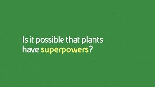 Phytoremediation is it possible that plants have superpowers [upl. by Ahtamas]