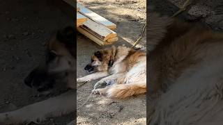 catching flies with a view doglife dog buildingupdate building cabin diy [upl. by Leventhal]