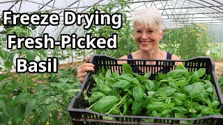 Picking Fresh Basil and Freeze Drying for Long Term Storage [upl. by Nivag]