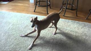 The Italian Greyhound and a whoopee cushion [upl. by Waly]