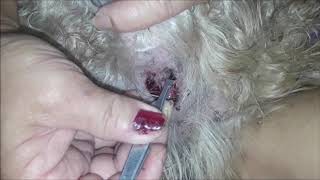 Eliminating ticks from my pets rectum [upl. by Addy]