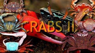 CRABS TWO the perfect animal [upl. by Shayna948]