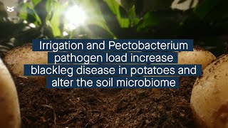 Potato blackleg symptoms are influenced by irrigation method and initial pathogen load [upl. by Yennej]