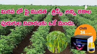 మిరప లో పై ముడత  త్రిప్స్ అన్ని రకాల పురుగుల నివారణకు ఒకే మందు  exponus basf insecticide [upl. by Castorina]