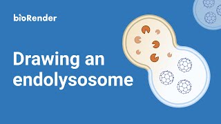 Drawing an endolysosome [upl. by Yer506]