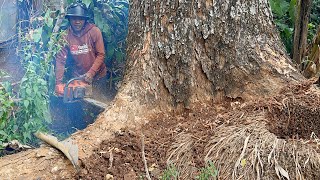 Rare Moment Cut down 2  sixty year old trembesi trees [upl. by Ttimme]