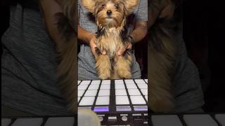 WTF do DJ’s actually do DJ Terrier Puppy Drummer Yorkshire Terrier Yorkie Puppy Love Dog [upl. by Haidebez]