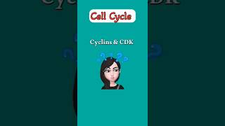 CYCLINS amp CDKs  CELL CYCLE REGULATION [upl. by Tory]