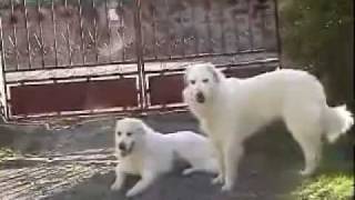 Pyrenean Mountain Dog  Great Pyrenees breed standard [upl. by Nahtiek]