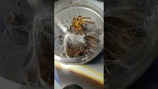 Pterinochilus murinus Orange Baboon Tarantula [upl. by Theobald]