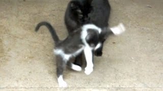 Cat Startles Kitten [upl. by Turnbull]