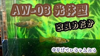 【改良めだか】AW03光体型 メダカ めだか 改良メダカ めだか愛好家 めだか好き メダカ品種 光体型 メダカ飼育 [upl. by Shulem470]