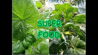 How To Grow Bele Abelmoschus Manihot Tonga Spinach Aibika Super Healthy Food [upl. by Nnylatsyrc]