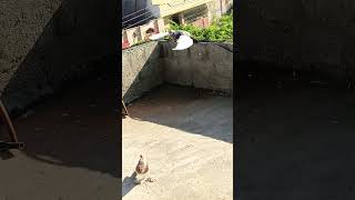 Khobra pigeon attitude birdspecies kabutar pigeonbird viralBT Pigeon Club [upl. by Arob]