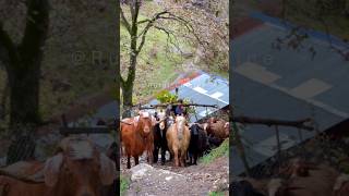 A Shepherd of a Goat Herd in the Highlands of Northern Iran [upl. by Aushoj]