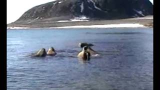 Walruses in Spitsbergen [upl. by Nawad]