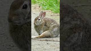 Rabbit sounds wildlife animalsounds [upl. by Anoerb274]