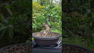 From simple plant to Bonsai tree  styling a Ficus indoorbonsai tropicalbonsai bonsai [upl. by Ahsillek]