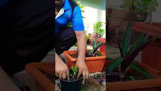 Rhoeo Plant 🌱 Repotting hangingplant🪴🎍 trending gardening plants🥀 [upl. by Atolrac263]