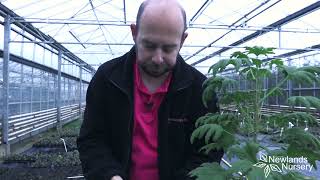 EP93  How to take scented Geranium cuttings 5minutefriday [upl. by Friedland90]