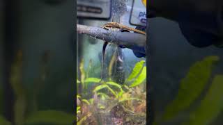 FARLOWELLA CATFISH PROTECTING EGGS [upl. by Parthena22]