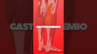 🔴 gastrocnemio gemelos gastronemio musculogastrocnemio pantorrilla musculos anatomia [upl. by Fihsak]