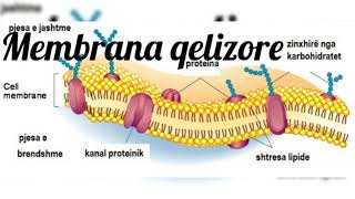 Membrana qelizore [upl. by Inesita154]