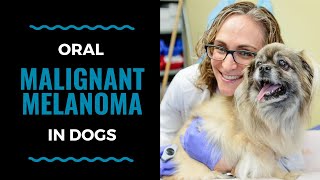 Dog Oral Malignant Melanoma VLOG 116 [upl. by Carolle903]