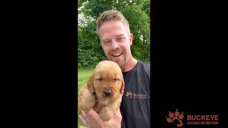 Mav  2  Dark Red Golden Retriever Puppy AKC  Buckeye Golden Retrievers [upl. by Tiffie260]