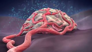 In vivo Anti Angiogenic Activity of 2 Methoxyestradiol in Sarcoma 180 Tumour Cell Line [upl. by Tongue]