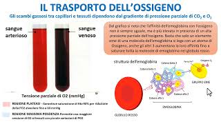 IL TRASPORTO DELLOSSIGENO NEL SANGUE [upl. by Ennahoj]