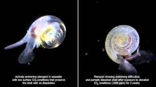 The Effects of Ocean Acidification on Pteropod Shells [upl. by Rebmyt279]