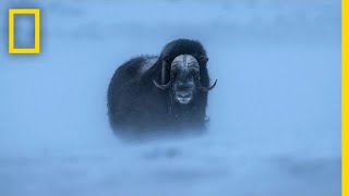 Watch Musk Ox Battle One of the Harshest Climates on the Planet  Short Film Showcase [upl. by Ytitsahc230]