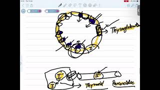 SYNTHESIS OF THYROID HORMONES [upl. by Landan769]