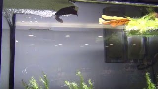 WOW Fish Spawning  Betta imbellis [upl. by Aihsitan891]