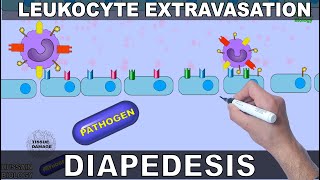 Leukocyte Extravasation  Diapedesis [upl. by Ursas]