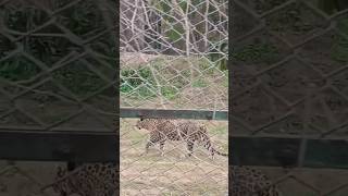 Cheetah in Nahargarh Zoo  travel zoo zooanimals leopard minivlog viralshorts trending [upl. by Mimi217]