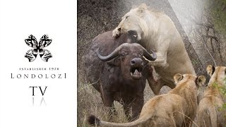 Ultimate Lions vs Buffalo  Londolozi TV [upl. by Brockie552]