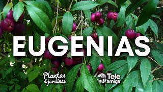 EUGENIAS en Plantas y Jardines  Teleamiga [upl. by Doownyl]