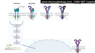 Herceptin signaling pathway  Trastuzumab [upl. by Newsom]