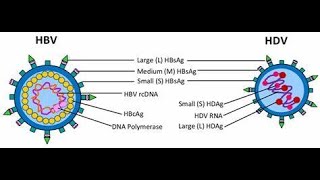 Hepatitis B  Overview Transmission Causes Symptoms Diagnosis Incubation preriod treatment [upl. by Eioj]