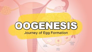 GENERAL BIOLOGY I  GAMETOGENESIS  OOGENESIS [upl. by Rodablas]