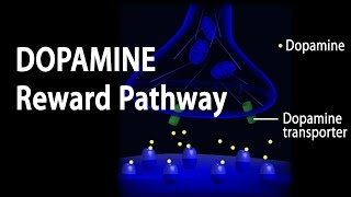 Neuroscience Basics Dopamine Reward Pathway Animation [upl. by Lellih713]