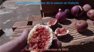 Les dernières figues de la saison en Kabylie Algérie [upl. by Erie]