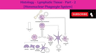 Histology of Lymphatic tissue  Part 2  Mononuclear Phagocyte System Features  Functions [upl. by Adas177]