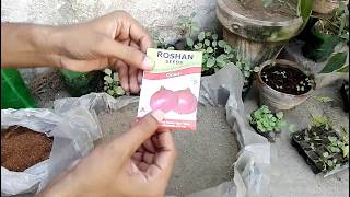 How to Grow Onion Seeds at home kitchen [upl. by Acireit]